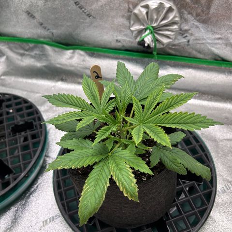 2 growlog timeline photo