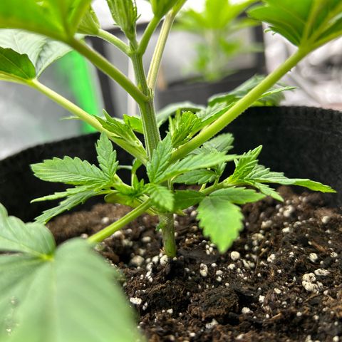 2 growlog timeline photo