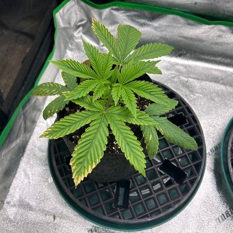 1 growlog timeline photo