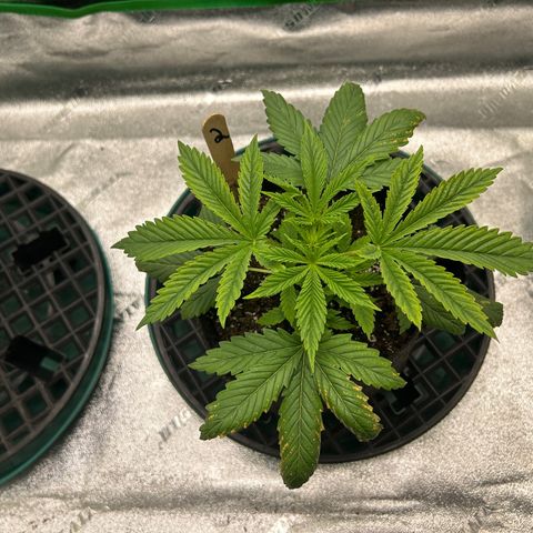 2 growlog timeline photo
