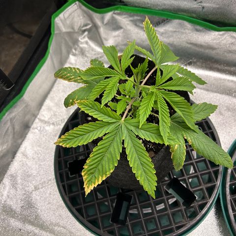 1 growlog timeline photo