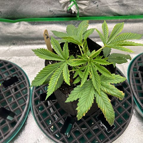 2 growlog timeline photo