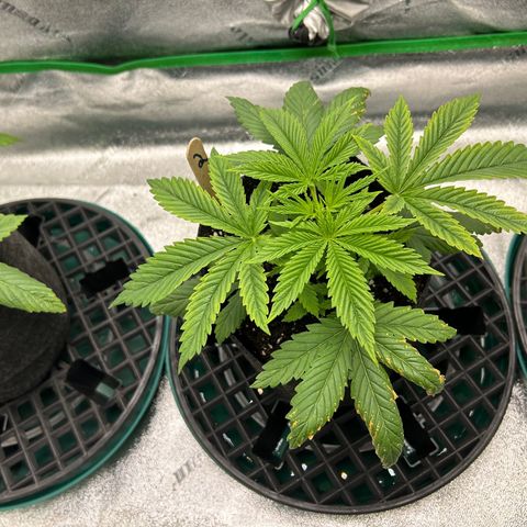 2 growlog timeline photo