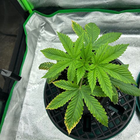1 growlog timeline photo