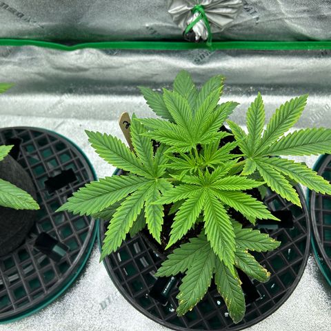 2 growlog timeline photo