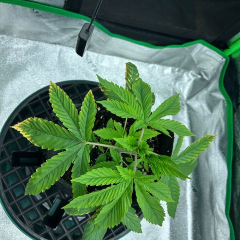 1 growlog timeline photo