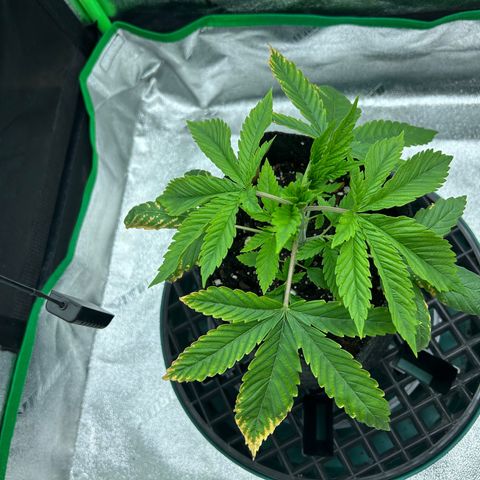 1 growlog timeline photo