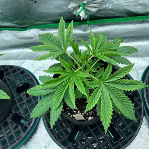 2 growlog timeline photo