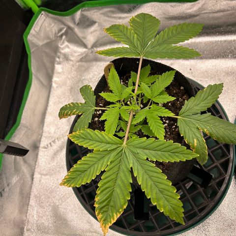 1 growlog timeline photo