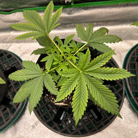 2 growlog timeline photo