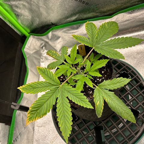 1 growlog timeline photo