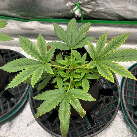 2 growlog timeline photo