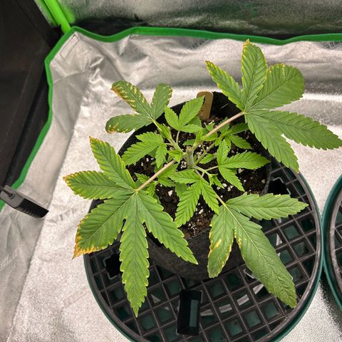 1 growlog timeline photo