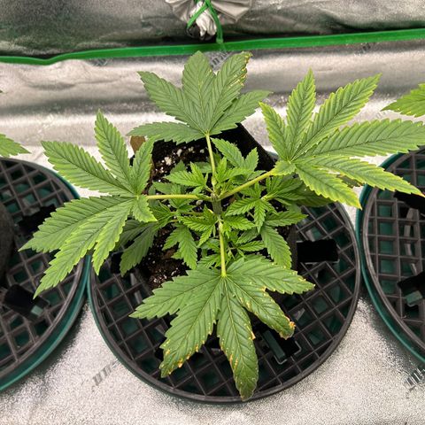 2 growlog timeline photo
