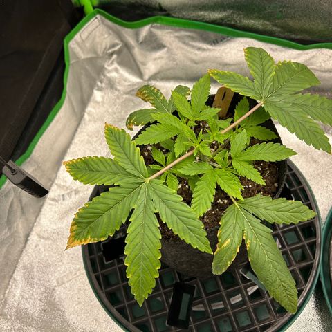 1 growlog timeline photo
