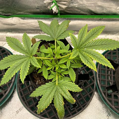 2 growlog timeline photo