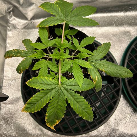 1 growlog timeline photo