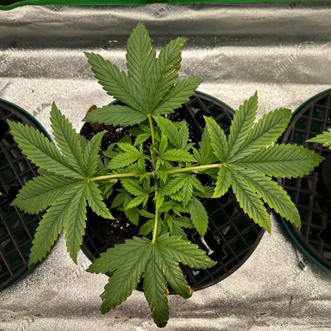 2 growlog timeline photo