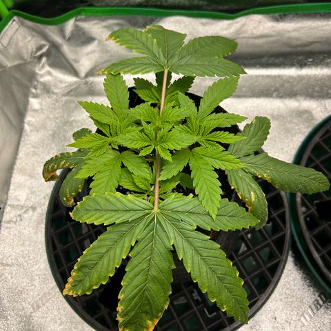 1 growlog timeline photo