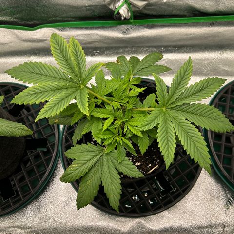 2 growlog timeline photo