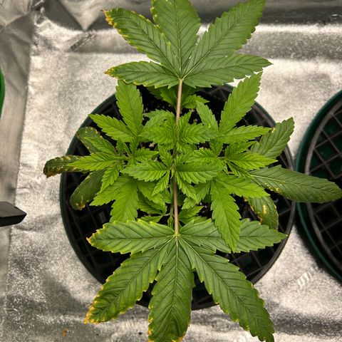 1 growlog timeline photo