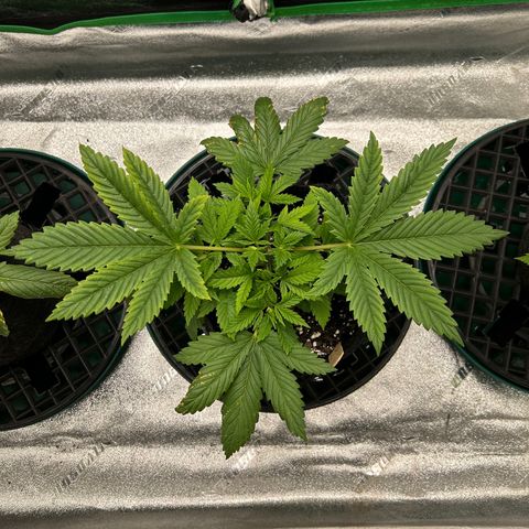 2 growlog timeline photo