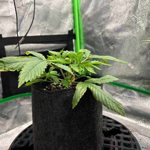 1 growlog timeline photo