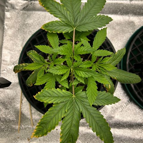 1 growlog timeline photo