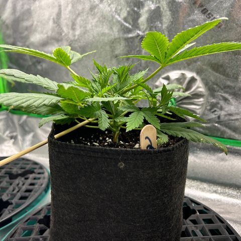 2 growlog timeline photo