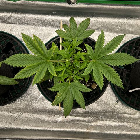 2 growlog timeline photo