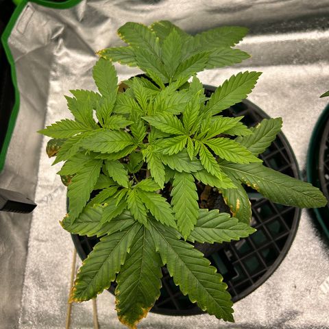 1 growlog timeline photo