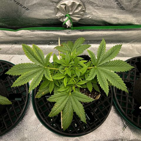 2 growlog timeline photo