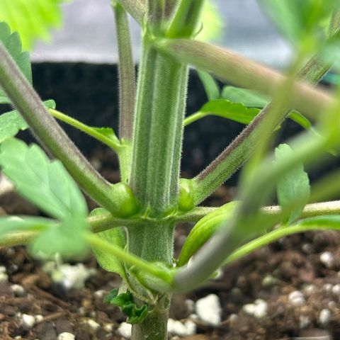 1 growlog timeline photo