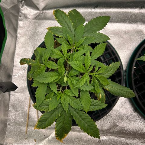 1 growlog timeline photo