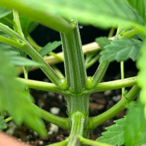 2 growlog timeline photo