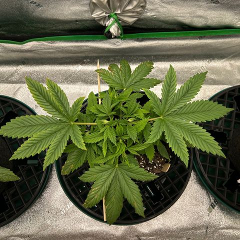 2 growlog timeline photo