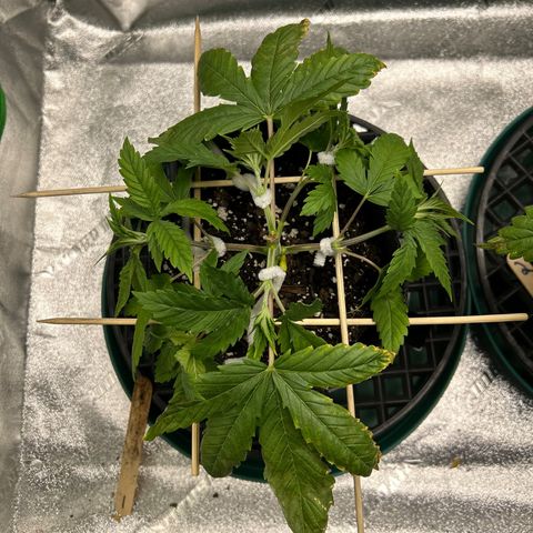 1 growlog timeline photo