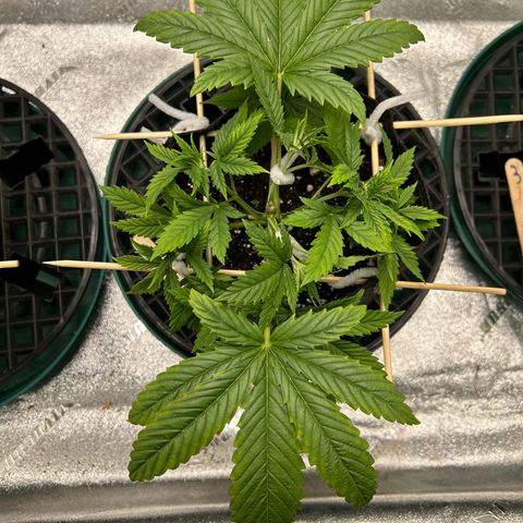 2 growlog timeline photo