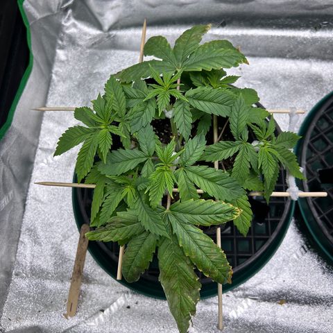 1 growlog timeline photo