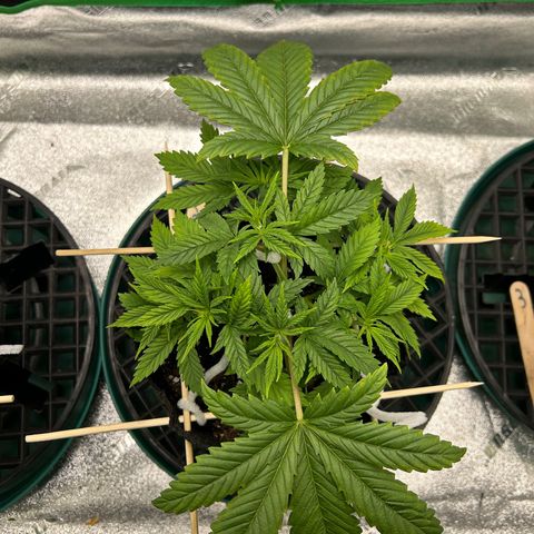 2 growlog timeline photo