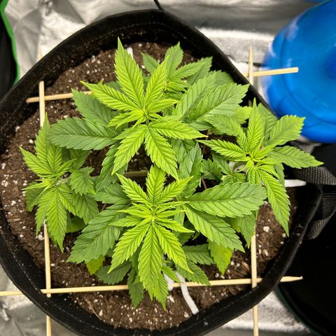 1 growlog timeline photo