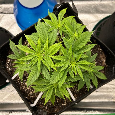2 growlog timeline photo