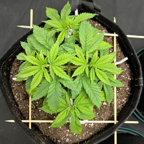 1 growlog timeline photo