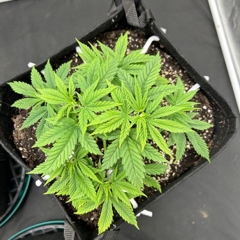 2 growlog timeline photo