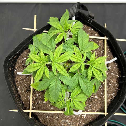1 growlog timeline photo