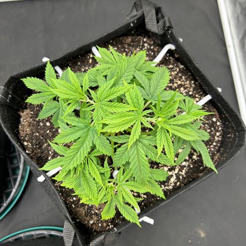 2 growlog timeline photo