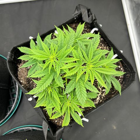 2 growlog timeline photo