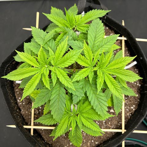 1 growlog timeline photo
