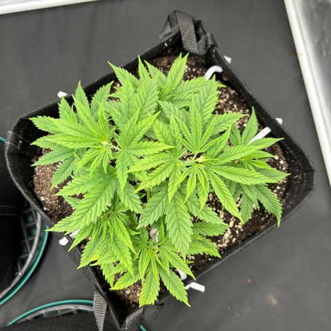 2 growlog timeline photo