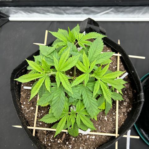 1 growlog timeline photo